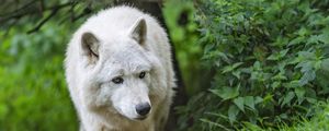 Preview wallpaper white wolf, wolf, predator, wild, grass