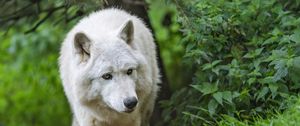 Preview wallpaper white wolf, wolf, predator, wild, grass