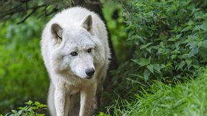 Preview wallpaper white wolf, wolf, predator, wild, grass