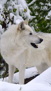 Preview wallpaper white wolf, wolf, predator, snow