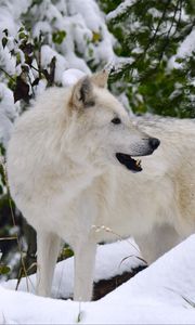 Preview wallpaper white wolf, wolf, predator, snow