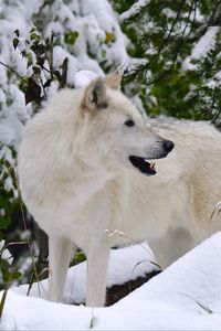 Preview wallpaper white wolf, wolf, predator, snow