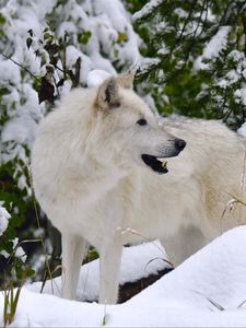 Preview wallpaper white wolf, wolf, predator, snow