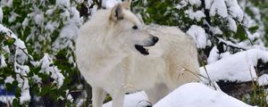 Preview wallpaper white wolf, wolf, predator, snow