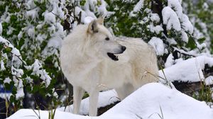 Preview wallpaper white wolf, wolf, predator, snow