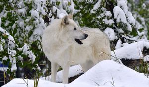 Preview wallpaper white wolf, wolf, predator, snow