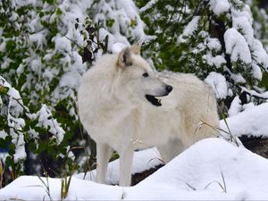 Preview wallpaper white wolf, wolf, predator, snow
