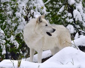 Preview wallpaper white wolf, wolf, predator, snow