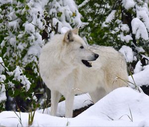 Preview wallpaper white wolf, wolf, predator, snow