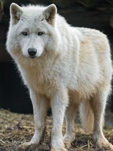 Preview wallpaper white wolf, wolf, predator, wild