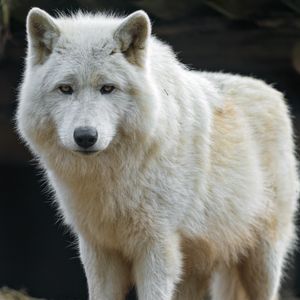 Preview wallpaper white wolf, wolf, predator, wild