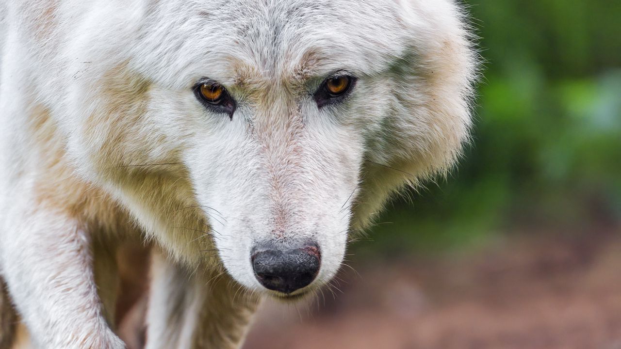 Wallpaper white wolf, wolf, wild, predator