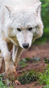 Preview wallpaper white wolf, wolf, wild, predator