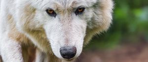 Preview wallpaper white wolf, wolf, wild, predator