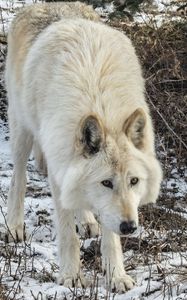 Preview wallpaper white wolf, wolf, wild animal, predator, snow, winter