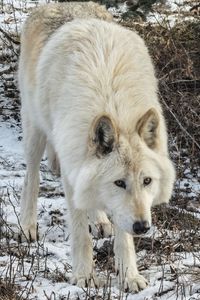 Preview wallpaper white wolf, wolf, wild animal, predator, snow, winter