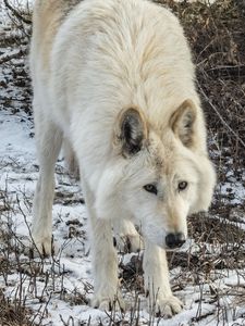 Preview wallpaper white wolf, wolf, wild animal, predator, snow, winter