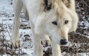 Preview wallpaper white wolf, wolf, wild animal, predator, snow, winter