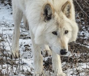 Preview wallpaper white wolf, wolf, wild animal, predator, snow, winter