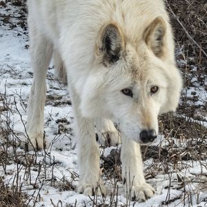 Preview wallpaper white wolf, wolf, wild animal, predator, snow, winter