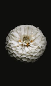 Preview wallpaper white zinnia, zinnia, flower, black, macro