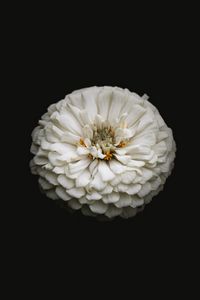 Preview wallpaper white zinnia, zinnia, flower, black, macro