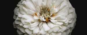 Preview wallpaper white zinnia, zinnia, flower, black, macro