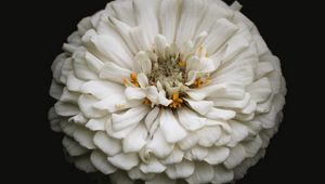 Preview wallpaper white zinnia, zinnia, flower, black, macro