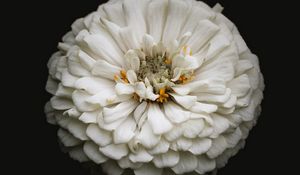 Preview wallpaper white zinnia, zinnia, flower, black, macro