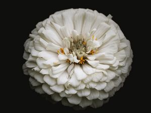 Preview wallpaper white zinnia, zinnia, flower, black, macro