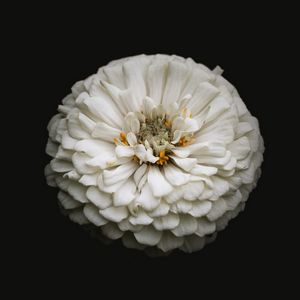 Preview wallpaper white zinnia, zinnia, flower, black, macro