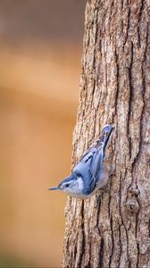 Preview wallpaper white-breasted nuthatch, bird, bark, tree