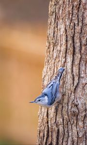 Preview wallpaper white-breasted nuthatch, bird, bark, tree