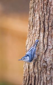 Preview wallpaper white-breasted nuthatch, bird, bark, tree