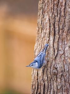 Preview wallpaper white-breasted nuthatch, bird, bark, tree