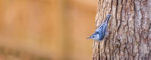 Preview wallpaper white-breasted nuthatch, bird, bark, tree