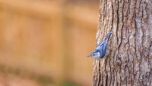 Preview wallpaper white-breasted nuthatch, bird, bark, tree