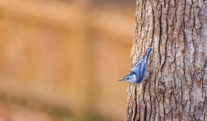 Preview wallpaper white-breasted nuthatch, bird, bark, tree