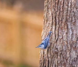 Preview wallpaper white-breasted nuthatch, bird, bark, tree