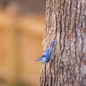 Preview wallpaper white-breasted nuthatch, bird, bark, tree