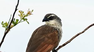 Preview wallpaper white-browed cockle, bird, predator, branch