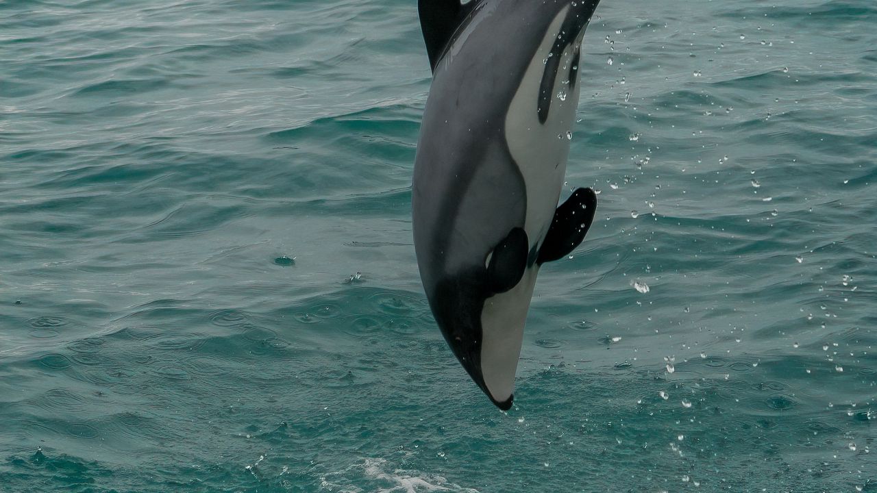 Wallpaper whiteheaded dolphin, dolphin, animal, splash