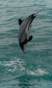 Preview wallpaper whiteheaded dolphin, dolphin, animal, splash