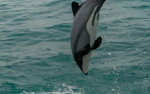 Preview wallpaper whiteheaded dolphin, dolphin, animal, splash