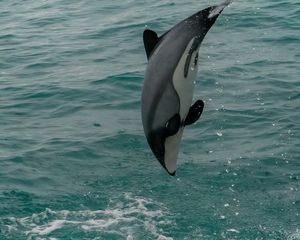 Preview wallpaper whiteheaded dolphin, dolphin, animal, splash