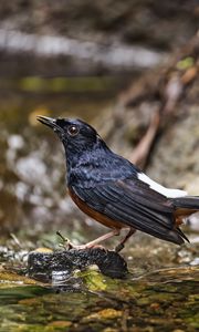 Preview wallpaper white-rumped shama, thrush, bird, water, stones, blur