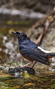 Preview wallpaper white-rumped shama, thrush, bird, water, stones, blur