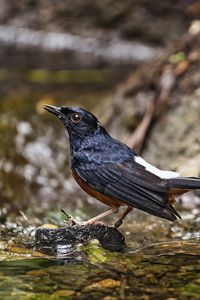 Preview wallpaper white-rumped shama, thrush, bird, water, stones, blur