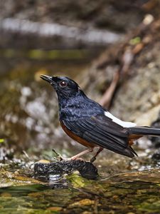 Preview wallpaper white-rumped shama, thrush, bird, water, stones, blur