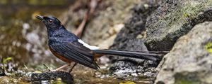 Preview wallpaper white-rumped shama, thrush, bird, water, stones, blur